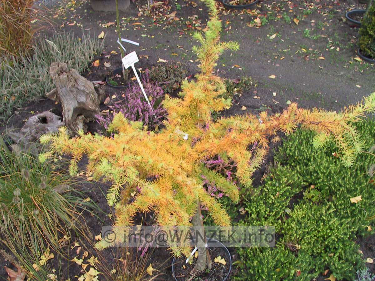 Larix kaempferi Little Bogle 06.JPG